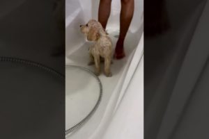 Puppy Post Bath Zoomies! Ft- george.thegoldenbali