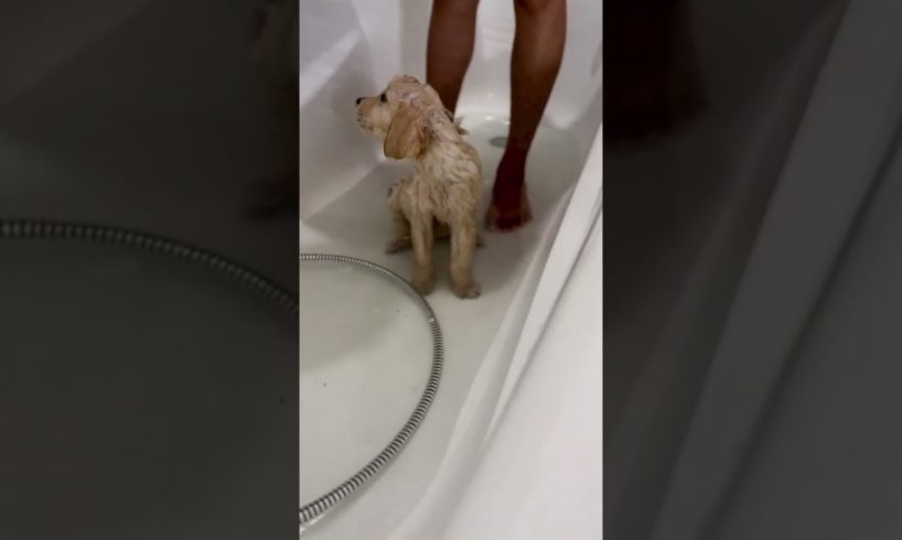 Puppy Post Bath Zoomies! Ft- george.thegoldenbali