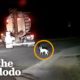 Puppy Rescued From Road Gets Tiny Human Best Friend | The Dodo