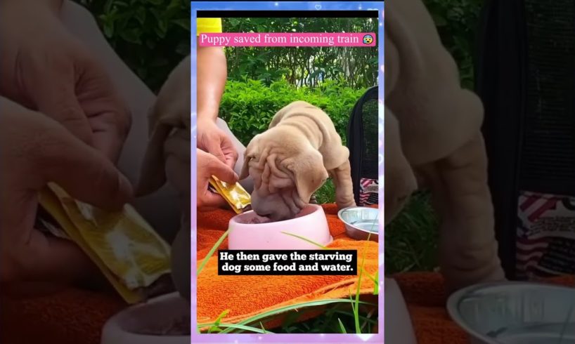 Puppy Save from incoming train 😰😰😰 #shorts  #animal