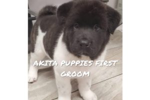 Puppy compilation | Cute puppies first grooming