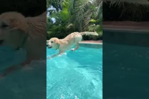 Puppy in the Pool!