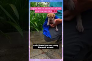 Puppy lost its mom and a kind man rescues him ❤️❤️❤️