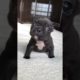 Puppy sound #shorts #puppy #dog