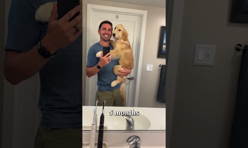 Puppy transforms into a teenager in 20 seconds