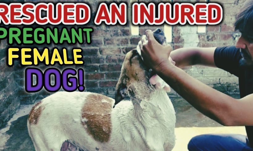 RESCUED AN INJURED PREGNANT FEMALE DOG! || Dog Rescue || #pkvetcare #dogs #animal  #dogrescue #pets