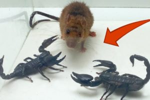 Rat and Scorpion - Rivalry or Food? - Insect Club
