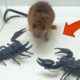 Rat and Scorpion - Rivalry or Food? - Insect Club