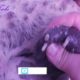 Removing Monster Mango worms From Helpless Dog! Animal Rescue Video 2022 #78