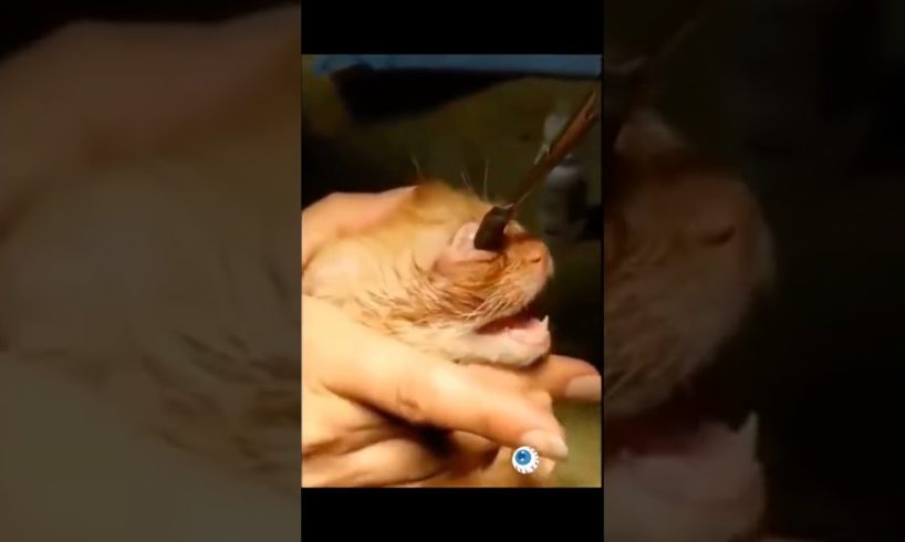 Removing botfly from a cat's eye #shorts #animals #rescues