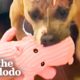 Rescue Pittie Can't Stop Smiling About Her Pink Plushie | The Dodo