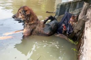 Rescue of Homeless Dog Drowning in Flood with a Heartbroken