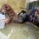 Rescue of Homeless Dog Drowning in Flood with a Heartbroken