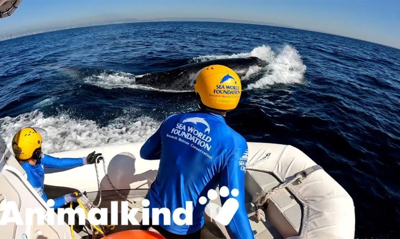 Rescue team frees humpback whale trapped by anchor and rope | Animalkind #goodnews
