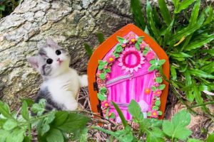 Rescue the World's Strangest Kitten - Then the Kitten Disappears Once Again