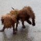 Rescued, twin dogs twitched all over, were locked in a cage and abandoned