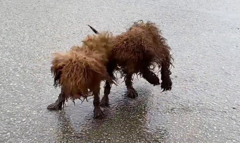 Rescued, twin dogs twitched all over, were locked in a cage and abandoned