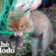 Rescuers Save Trapped Baby Fox | The Dodo