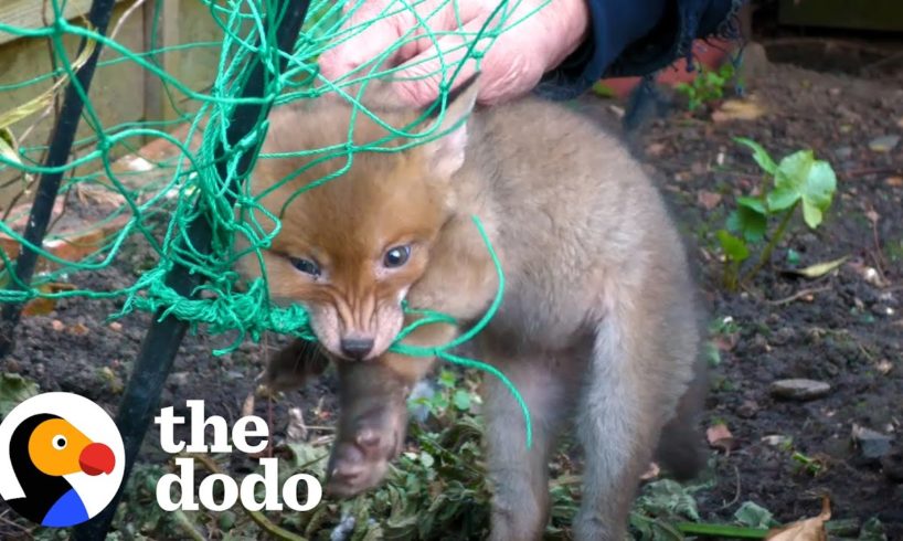 Rescuers Save Trapped Baby Fox | The Dodo