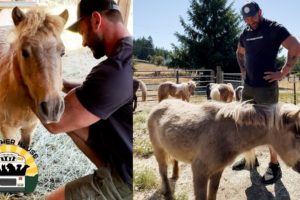 Rescuing 7 adorable senior mini horses! | The Asher House
