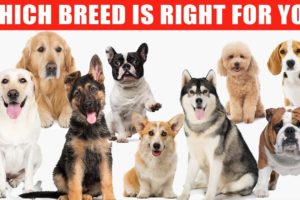 Review of the Top 10 Dog Breeds and Which Breed is Right for You