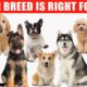 Review of the Top 10 Dog Breeds and Which Breed is Right for You