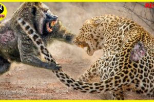 SCARIEST Moments Leopards Show Their Power Fights With 50 Baboons To Avenge Cub | Animal Fights