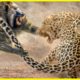 SCARIEST Moments Leopards Show Their Power Fights With 50 Baboons To Avenge Cub | Animal Fights
