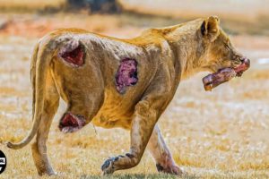 Scary! 45 Moments Injured Big Cats Constantly Living In Pain | Animal Fight