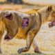 Scary! 45 Moments Injured Big Cats Constantly Living In Pain | Animal Fight