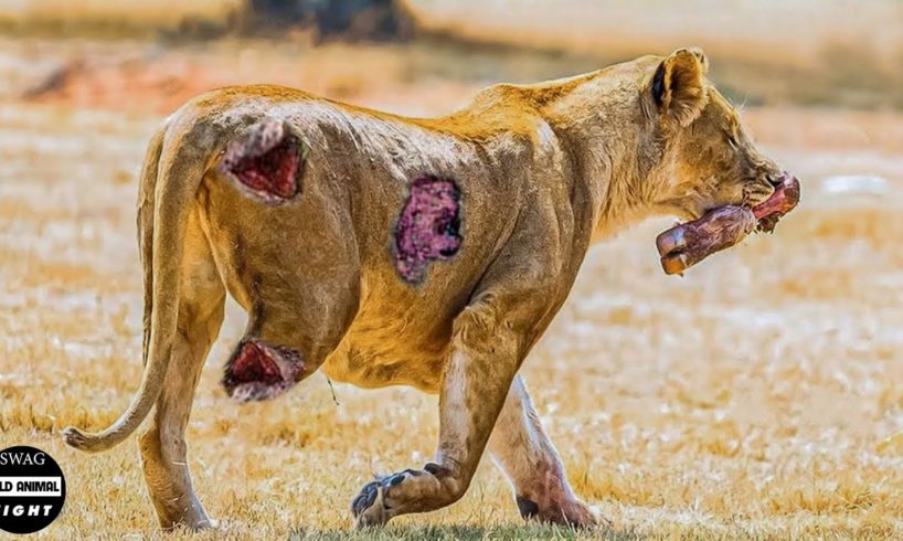 Scary! 45 Moments Injured Big Cats Constantly Living In Pain | Animal Fight