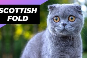 Scottish Fold 🐱 The Cutest Cat Breed