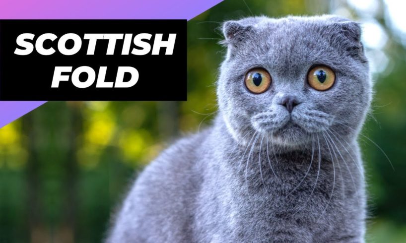 Scottish Fold 🐱 The Cutest Cat Breed