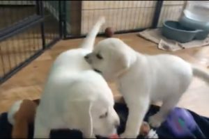 Sentimental Saturday: CUTEST PUPPY MOMENTS! Our favorite highlights of Adorable Lab Puppies