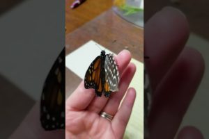 She Saved This Butterfly With A Feather | The Dodo