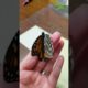 She Saved This Butterfly With A Feather | The Dodo