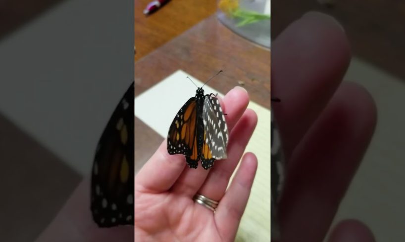 She Saved This Butterfly With A Feather | The Dodo
