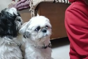 Shih Tzu Puppies funny video | Funny Shih Tzu Puppies | Happy Dog Tales