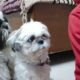 Shih Tzu Puppies funny video | Funny Shih Tzu Puppies | Happy Dog Tales