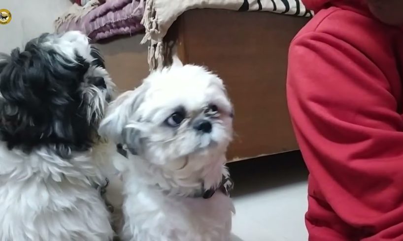 Shih Tzu Puppies funny video | Funny Shih Tzu Puppies | Happy Dog Tales