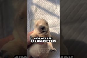 Show your baby as a newborn vs now #dog #goldenretriever #shorts