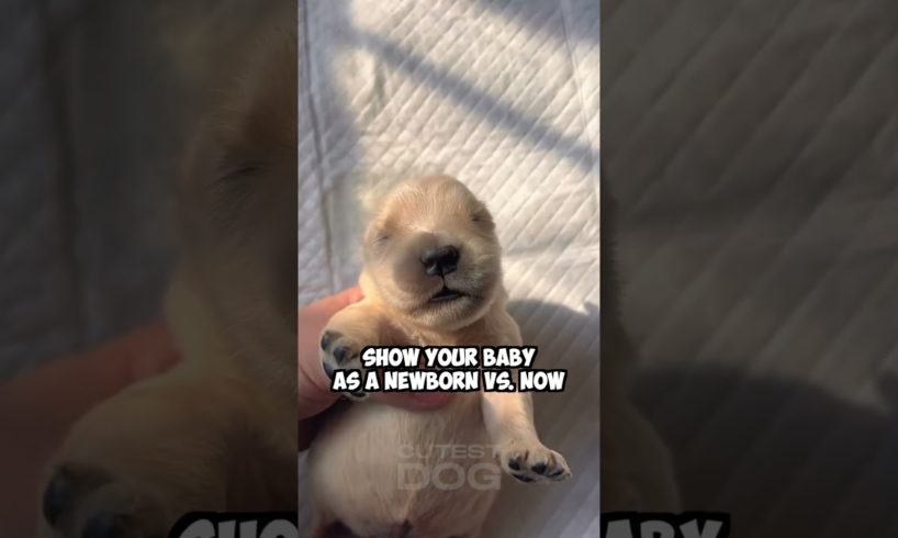 Show your baby as a newborn vs now #dog #goldenretriever #shorts