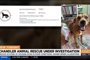 Social media outcry sparks investigation into Chandler animal rescue