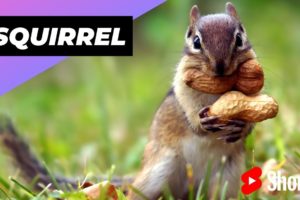 Squirrel 🐿 On The Most Intelligent Animals In The World #shorts
