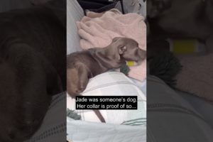 Stray puppy was found as a stray and she was on the brink of death