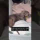 Stray puppy was found as a stray and she was on the brink of death