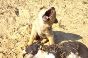 Street puppy crying on death of her family that were killed by street dogs