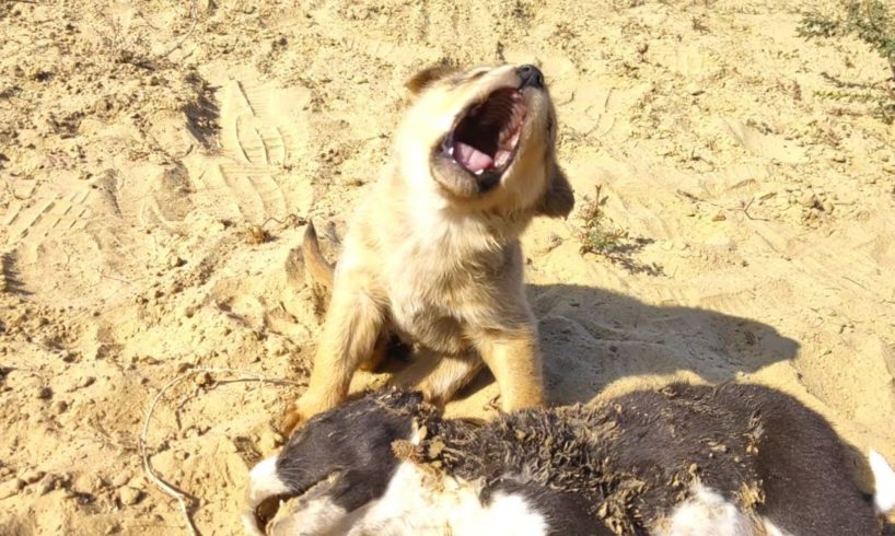 Street puppy crying on death of her family that were killed by street dogs