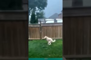 Super Dog#Cat and Dog Funny Moments