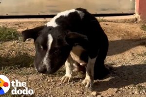 Swollen Stray Dog Transforms Into The Happiest Little Bunny | The Dodo